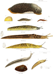 Various species of British land slugs, including (from the top) the larger drawings: Arion ater, Limax flavus, Limax maximus