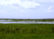 The river as a shallow and ill-defined channel dominated by grasses and weeds with few trees; white birds are present in the foreground