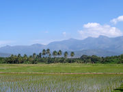  A flooded rice field in Tamil Nadu. Rice paddies are a favoured winter feeding ground for Ruff