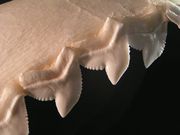 Photo of serrated teeth