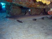 Side view of a thin shark swimming inside a coral cave