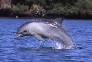 Profile photo of dolphin breaching.