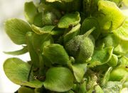 A close-up of the green capsules of V. thapsus, surrounded by the sepals