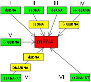 A diagram showing how the Baltimore Classification is based on a virus's DNA or RNA and method of mRNA synthesis