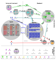 Diagram showing flow of data between wikipedia's servers. Twenty database servers talk to hundreds of Apache servers in the backend; Apaches talk to fifty squids in the frontend.