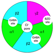 Figure of the GABAA receptor complex where the five subunits (two alpha, two beta, and one gamma) are symmetrically arranged in a pentagon shape about a central ion conduction pore. The location of the two GABA binding sites are located between the alpha and beta subunit while the single benzodiazepine binding site is located between the alpha and gamma subunits.