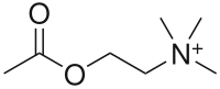 Acetylcholine.svg