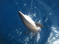 a brown shark half hauled out of the water by a fishing line coming from the corner of its mouth