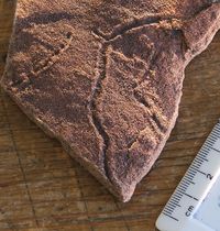 A late Ediacaran trace fossil preserved on a bedding plane