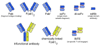 Engineered monoclonal antibodies.svg