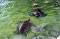 Photo of two turtles standing on algae-covered shore with heads above water