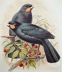 Illustration of two birds on a tree branch