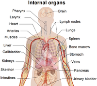 The internal organs and their contents