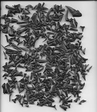 Photo of dozens of grey fossilized teeth, the teeth are of various sizes and are spread out randomly on a flat white surface.