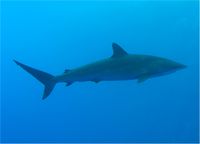 Underwater side view of a streamlined olive shark with a pointed snout and a small dorsal fin against blue water