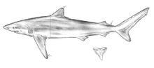 Pencil drawing of a shark and a triangular, serrated upper tooth