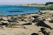 Photo of dozens of seals flopped on a beach with ocean in the background