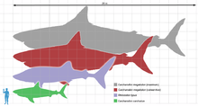 Drawing comparing sizes of Megalodon, great white shark and a man, Megalodon is 18m long and great white 6m.