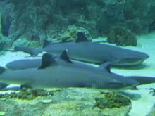 Three gray sharks lying beside each other on the sea bottom.