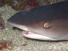 Close-up of the head of a whitetip reef shark, which has a wedge-shaped snout, oval eyes, and tubular flaps of skin next to the nostrils