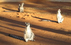 A group of three Ring-tailed Lemurs rest in the sun, with two sitting upright, facing the sun, with their arms to their sides.