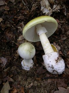 Two light yellow-green mushrooms with stems and caps, one smaller and still in the ground, the larger one pulled out and laid beside the other to show its bulbous stem with a ring