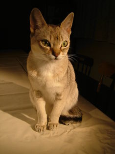 Raffles singapura cat.jpg