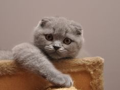 Scottish Fold lila.jpg