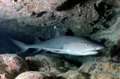 Photo of a whitetip reef shark, a slender gray fish with a short head and white tips on its dorsal and caudal fins, resting inside a coral cave