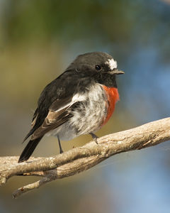 Bird with small bill, black back and head, white forehead and belly and red breast facing right on branch