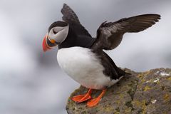 Puffin Latrabjarg Iceland.jpg