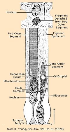 Photoreceptor Cell - Functional parts of the rods and cones[1] which are two of the three types of photosensitive cells in the retina