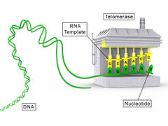 Telomerase illustration.jpg