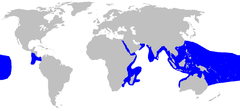 A world map with blue shading around the periphery of the Indian Ocean, throughout Southeast Asia to northern Australia, over a large part of the central Pacific, and off the west coast of Central America