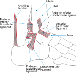 Ankle en.svg