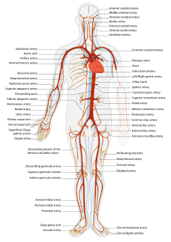 Arterial System en.svg