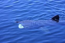 Basking Shark filter feeding