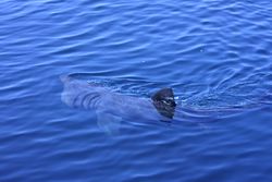 Basking Shark filter feeding