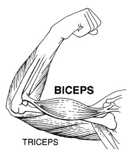 Biceps (PSF).jpg