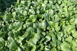 Brassica rapa chinensis, called "bok choy" in the United States