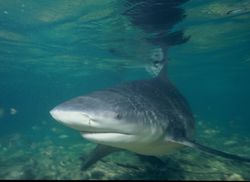 Photo of bull shark in shallow water