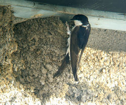 A swallow-like bird with black upperparts, white rump and white underparts perched on an enclosed mud nest built where a wall and ceiling meet