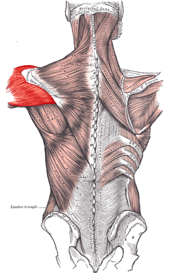 Deltoideus posterior.PNG