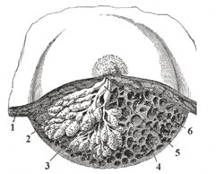 Dissected lactating breast gray1172.png