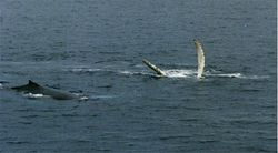 Photo of two whales. One lies on its back with fins outstretched above the surface