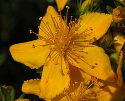 Hypericum-perforatum-250605-1.jpg