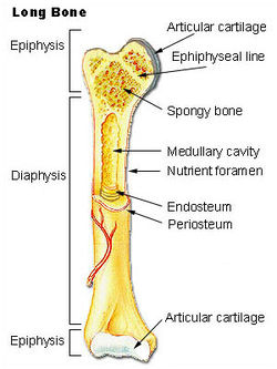 Illu long bone.jpg