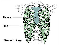 Illu thoracic cage.jpg