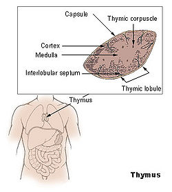 Illu thymus.jpg