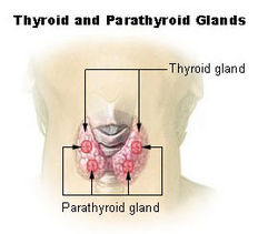 Illu thyroid parathyroid.jpg